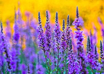 《幽灵行者2》收入破600万美元 已收回制作成本